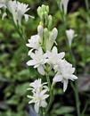 Mary flower,The Pearl
